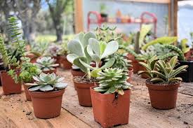 How to pronounce russian consonants. I Say E Ch A You Say E K A Correct Succulent Punctuation Crazy Plants Crazy Critters