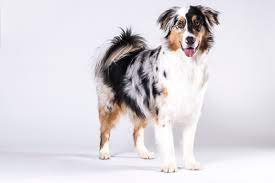 The australian shepherd is regarded for its skills in obedience and its considerable energy and drive. Australian Shepherd Beliebter Arbeits Und Familienhund Santevet