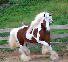 Well, he does have a very shiny, very golden coat, most eye catching look, yes. Most Beautiful Horse In The World Google Zoeken