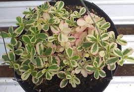 Memiliki permukaan yang licin dengan glasir jawaban: 10 Tanaman Hias Gantung Yang Cantik Dan Tahan Panas Portal Jember