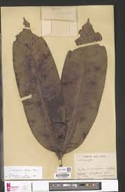 Image result for Trichoscypha lucens