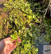 Image result for Nasturtium microphyllum