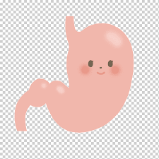 Stomach Organ Surgical Anastomosis Apparato Digerente Gastric Hand Cartoon Fictional Character Png Klipartz Sketch medical isolated vector illustration. stomach organ surgical anastomosis