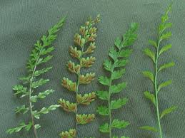 Image result for Asplenium smedsii