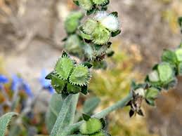 Image result for Cynoglossum coeruleum