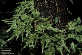 Image result for Lygodium