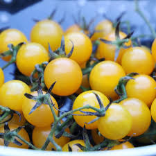 Sweet chelsea tomatoes you purchase should be well shaped, smooth skinned and without when a sweet chelsea tomato is ripe it will yield to slight pressure and will have a slightly sweet fragrance. Igleheart Yellow Cherry Buy Organic Tomato Seed Seed Savers Exchange