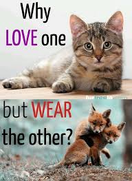 Purpleprincess Purpleistheword Twitter Animals Animal Advocacy Animal Activism