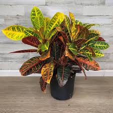 Image result for Croton triqueter