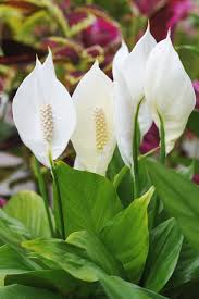 In the us, it became popular in the 20th century. Peace Lily Care How To Care For This Blooming Houseplant