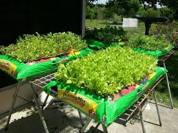 Plant Lettuce Directly Into Bag Of Soil Raise Off The Ground For Drainage Growing Lettuce Potting Soil Plants