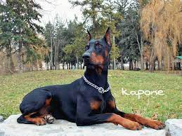 See more of european doberman in ontario on facebook. Fredo A Ramirez Kapone From Kitchener Ontario Canada Dobermanpinscher Doberman Doberman Dogs Doberman Pinscher Funny Doberman