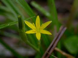 Image result for Hypoxidaceae