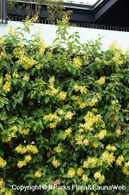 Image result for Tristellateia