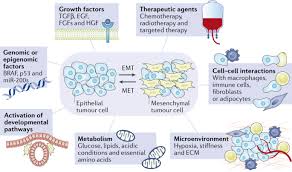 Controversies Around Epithelial Mesenchymal Plasticity In Cancer Metastasis Nature Reviews Cancer