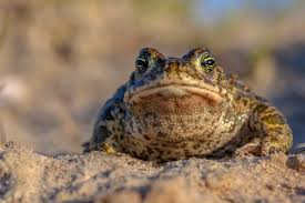 If you have a lawn, keep your grass taller.this gives herps a safe travel corridor. How To Attract Toads To Your Garden Toads N Frogs