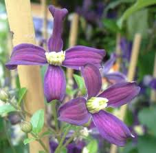 They can all be planted in literally any aspect and will thrive, but the scent will always be stronger if they are planted in the sun. Flammula Group