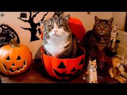 ハロウィンなねこ maru hana s halloween youtube ねこ 猫 動画