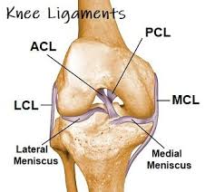 Knee Ligaments Control The Stability Of The Knee But Are Frequently Injured Find Out All About The Different Knee Ligaments Joints Anatomy Knee Joint Anatomy