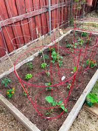 Planting A Summer Vegetable Garden In 2021 Summer Vegetables Garden Summer Vegetable Vegetable Garden