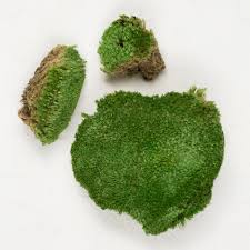 Is the royal pool and spa company insured? Supermoss Royal Pool Moss Preserved Gilly S Garden