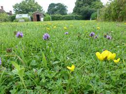 We did not find results for: Low Flowering Lawn Plant Plug Collection Wild Flower Lawns And Meadows Wild Flower Lawns And Meadows