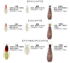 キイロ シリア ゲアリの禁断の集団 - 秘密の生態に触れる
