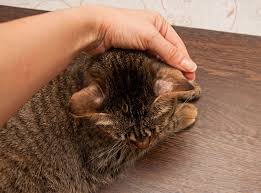 The ring worm disappeared completely after this very short treatment. Ringworm In Cats Learn The Signs And How To Treat Banning Veterinary Hospital
