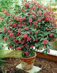 Image result for Cestrum elegans