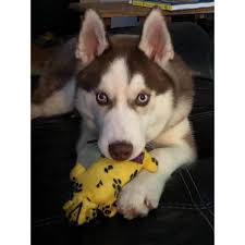 Husky shelters and rescues in wisconsin there are animal shelters and rescues that focus specifically on finding great homes for husky puppies in wisconsin. 5 Month Old Siberian Husky Puppy For Sale In Madison Wisconsin Puppies For Sale Near Me
