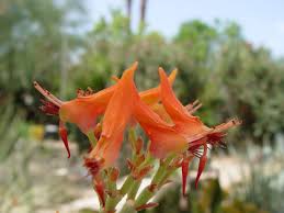 Maybe you would like to learn more about one of these? Identifying Growing Miscellaneous Green Shrubs In The Sonoran Desert