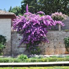 Image result for Nyctaginaceae