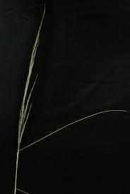 Image result for Aristida bipartita