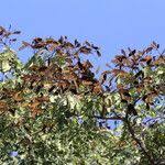 Image result for Julbernardia