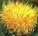 Seeds Cornflower Golden Yellow Macrocephela Centaurea Flowers Perennials Flower Seeds Seeds