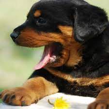 But if you know the most common warning signs of cancer in dogs, you may be able to get your precious canine companion diagnosed sooner and give her a better chance of. Dog Coughing Causes And Treatment Options