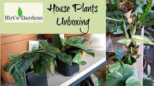 Hirts Gardens Unboxing House Plants Unboxing Plants House Plants House