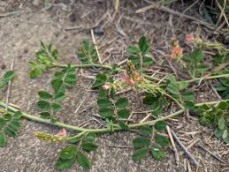 Image result for Indigofera demissa