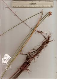 Image result for Cyperus pectinatus
