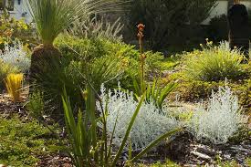 Pin On Garden Wa Native Plants