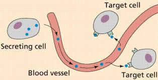 Target cells have excess membrane cholesterol and phospholipid and decreased cellular. The Endocrine System