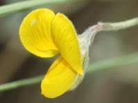 Image result for Argyrolobium tomentosum