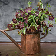 Image result for Nicolasia coronata