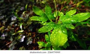 Image result for Lygodiaceae