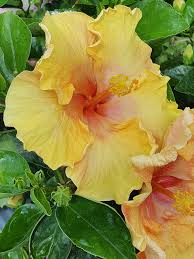 Image result for Hibiscus fuscus