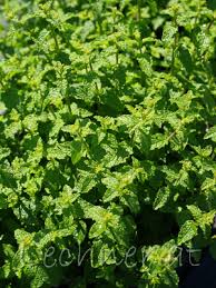 Inzwischen ist der topf komplett voll, überall sprießen ausläufer. Erdbeer Minze