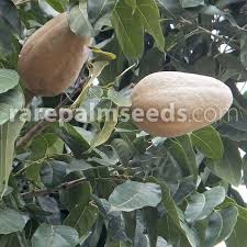 Image result for Swietenia