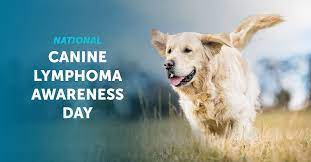 Compare that to one month with no treatment, or two to three months with prednisone alone, and you see why we oncologists are keen to use uw chop for your dog's lymphoma. National Canine Lymphoma Awareness Day Vetdc