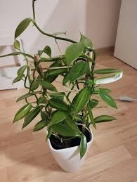Image result for Vanilla planifolia