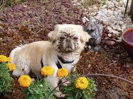 Help your dog get the idea by burying treats and toys for him to find in the designated digging area. 5 Easy Tips To Stop Dogs Digging The Dog Line